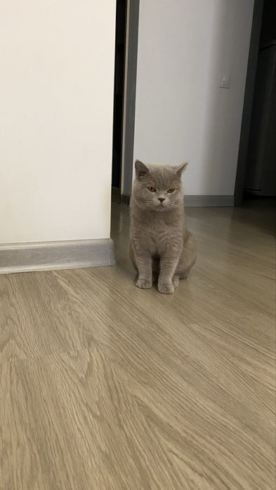 Отдам кошку  в хорошие руки