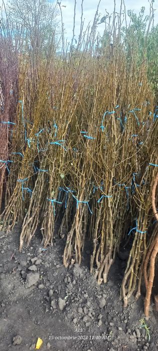 Pomi fructiferi și butasi vita de vie