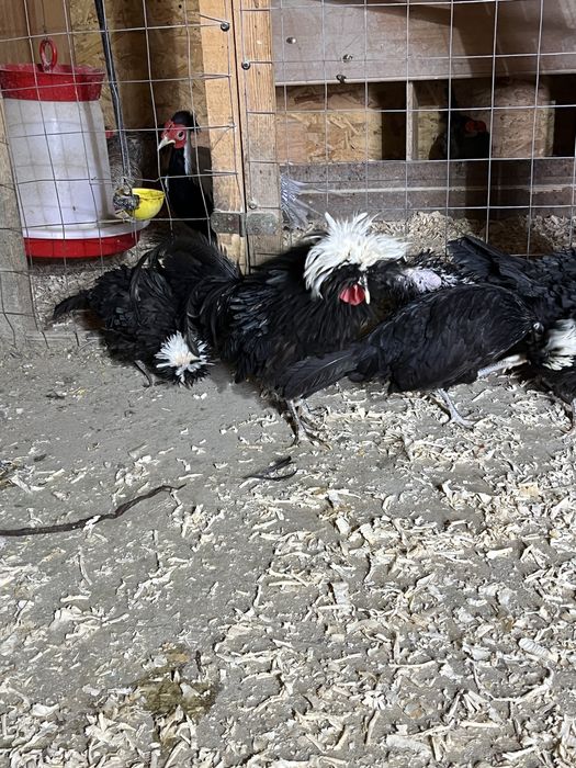 Vand familie de Motata Olamdeza