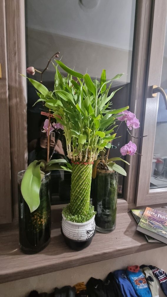 Бамбук и орхидеи в вазонах