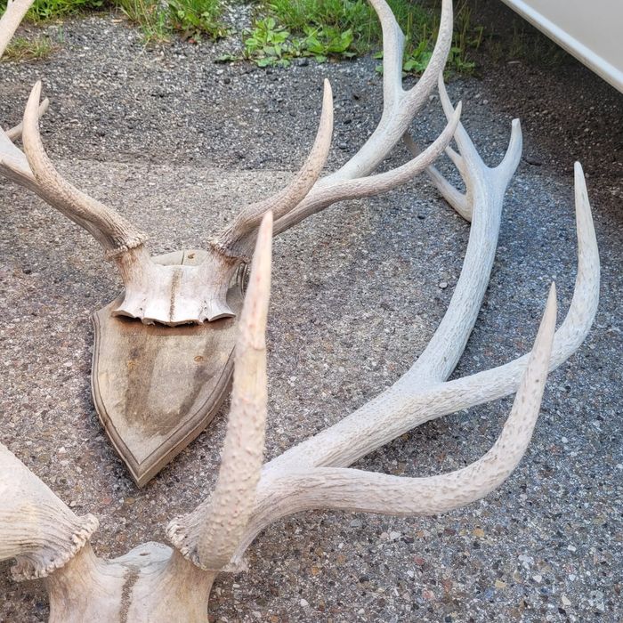 Trofee coarne de cerb