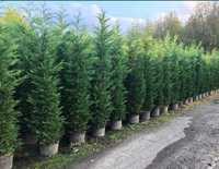 Tuia smaragd și leylandii 2.3m - 2.5m/ asiguram transport și plantat