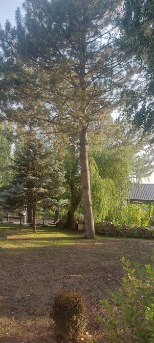 Gazon ekish xizmati  bog'bon xizmati