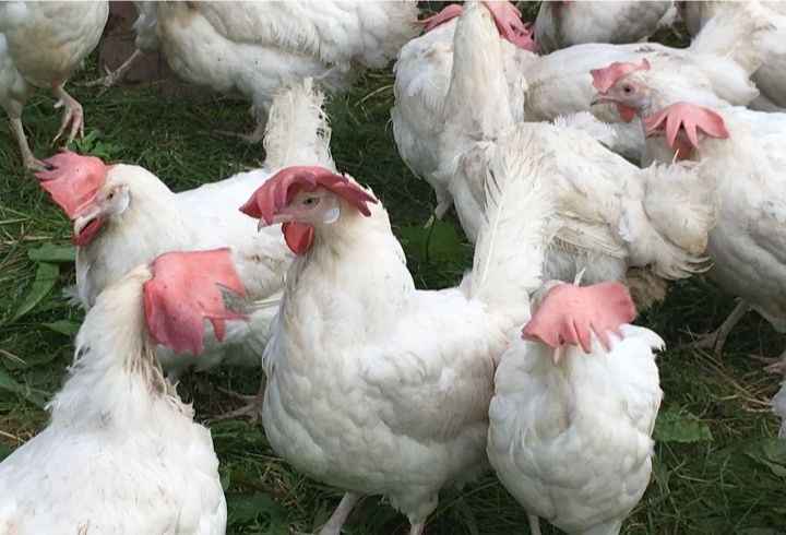 Продам кур несушек