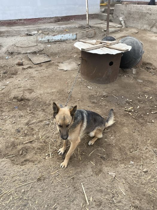 11про сотилади срочна пул гарак 3 милон 700 галишамиз