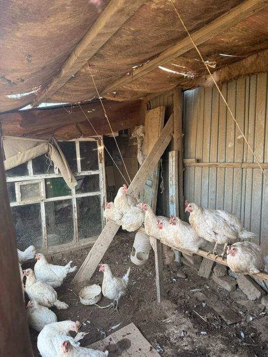 ‼️Тасбөгет‼️ тауықтар 3500 тг ден  жұмыртқалап тұр.