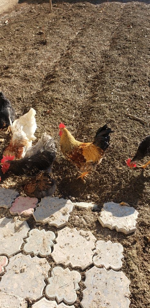 5 joja horozlar sotiladi yeb ichiwlari yahwi soglom