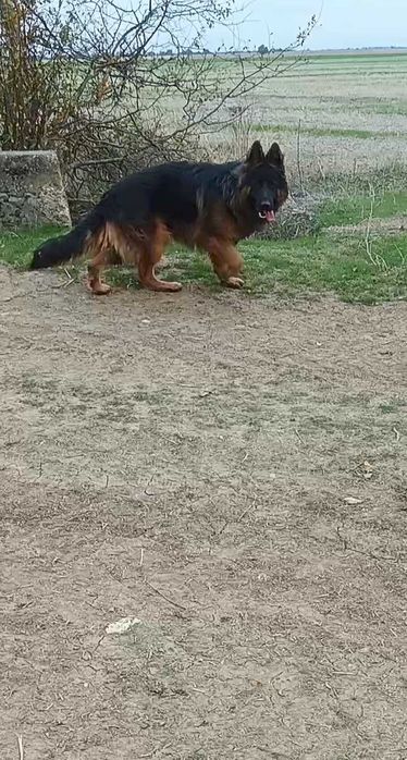 Мъжка немска овчарка търси женска за разплод.