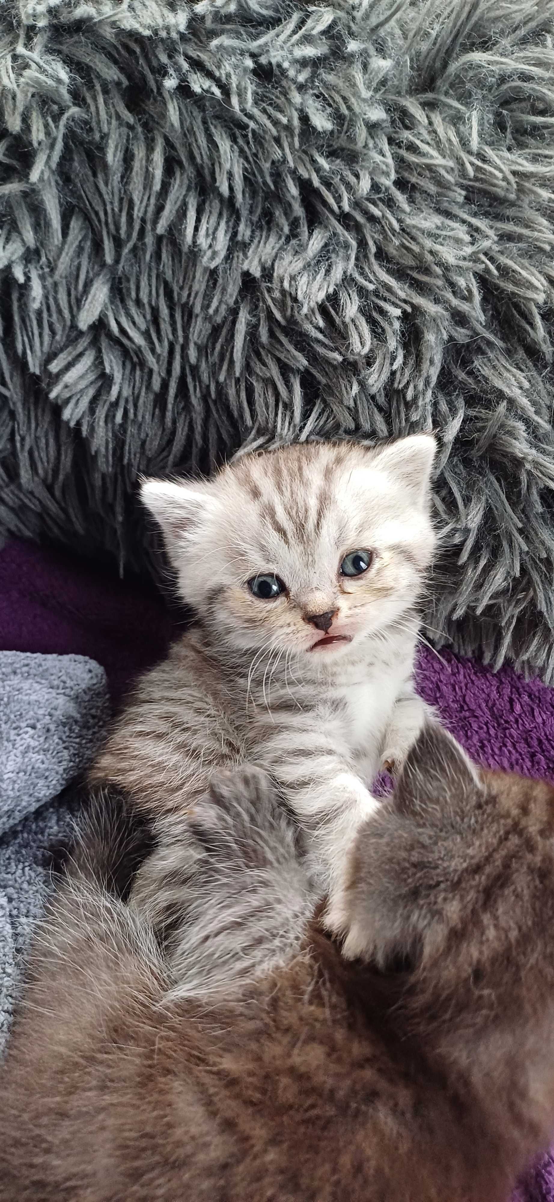 Pui British shorthair tabby