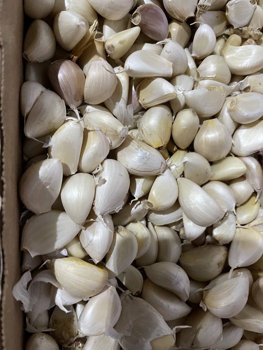 Usturoi pentru plantat si de comercealizat