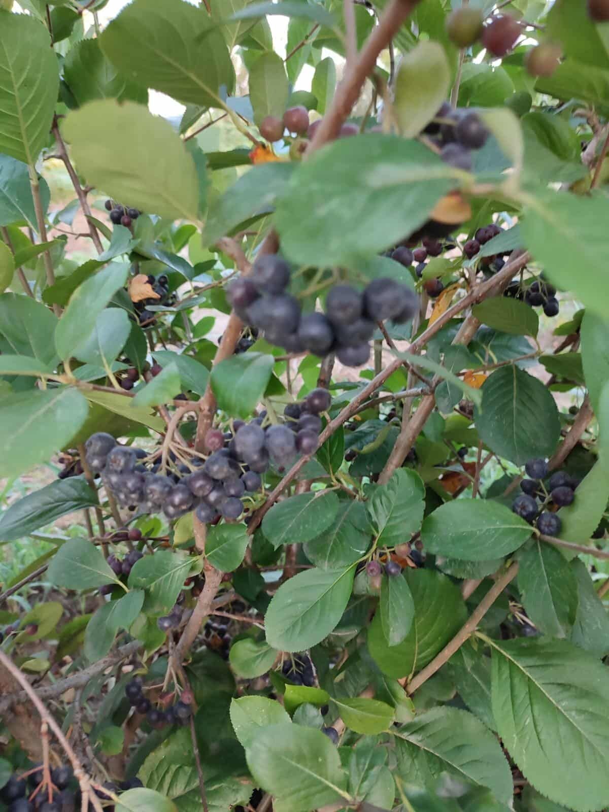 Aronia bio_un puternic antioxidant