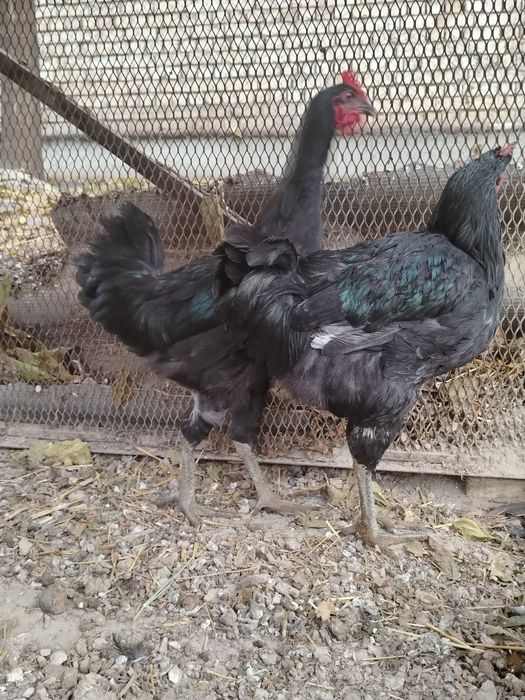 Qorashahzoda jo'ja xo'rozlar sotiladi...