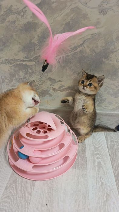 Прекрасный игривый мальчишка от правильной вязки