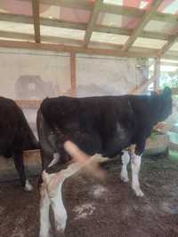 vitel de 5 luni de vânzare