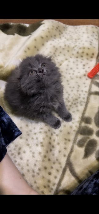 Скотиш фолт 1 ярим ойлик