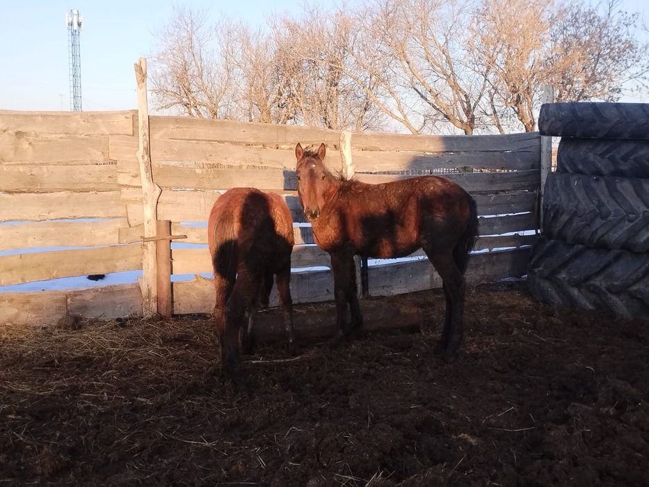 Продам   жеребят