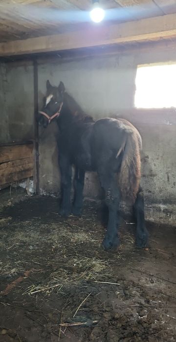 De vânzare mânz de 5 /6 luni