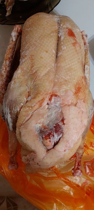 Домашний       гусь