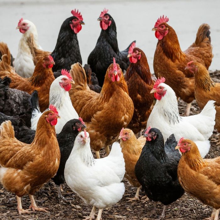 Товуклар сотилади хар хил зотдаги