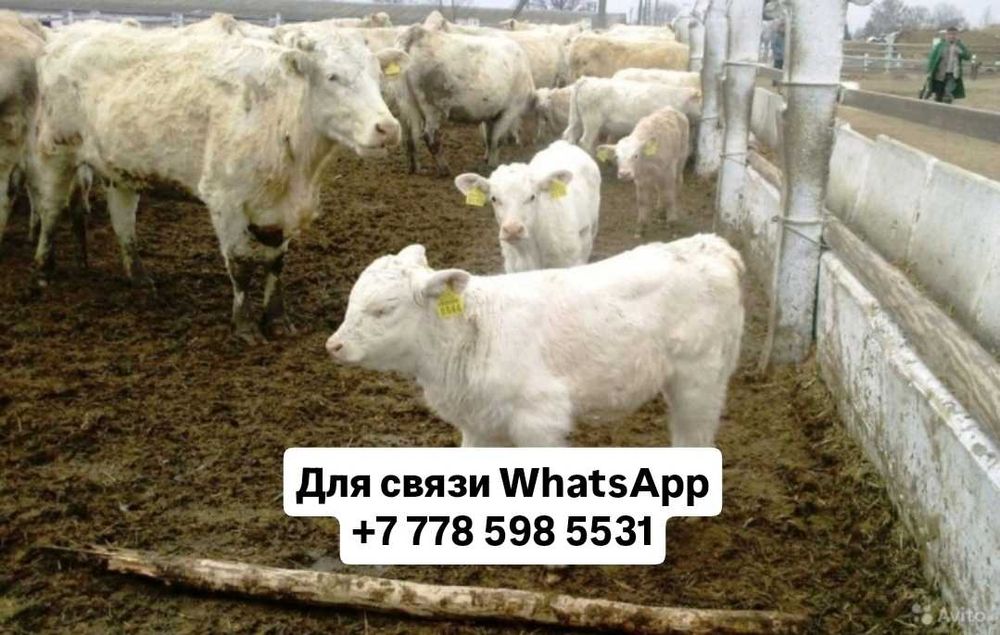 Бычки телята тёлочки