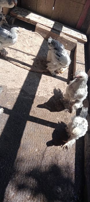 Pui pragma de vanzare