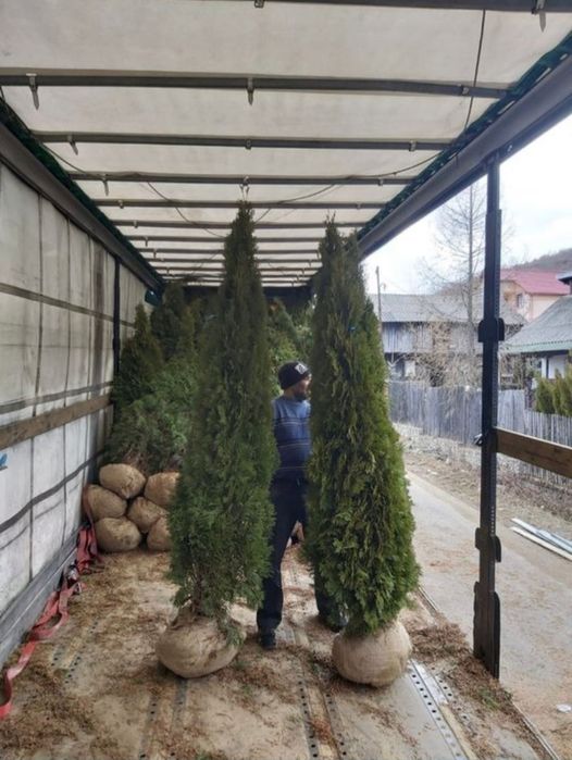 Tuia smaragd și leylandii la 2.3m - 2.5m/ oferim livrare și plantare