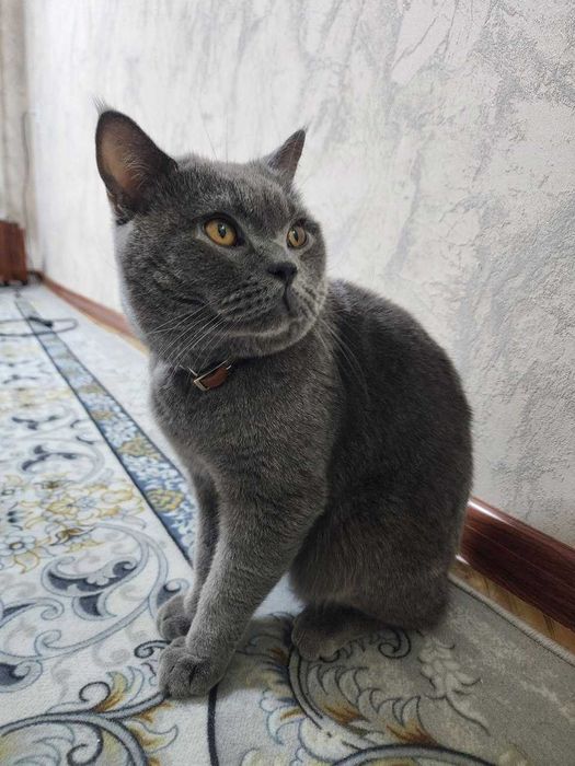 Британская КОШКА!