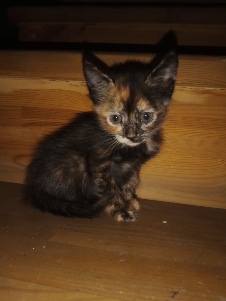 Котята бесплатно