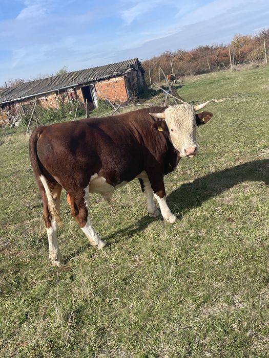 Taur 600 kg 1 an jumate