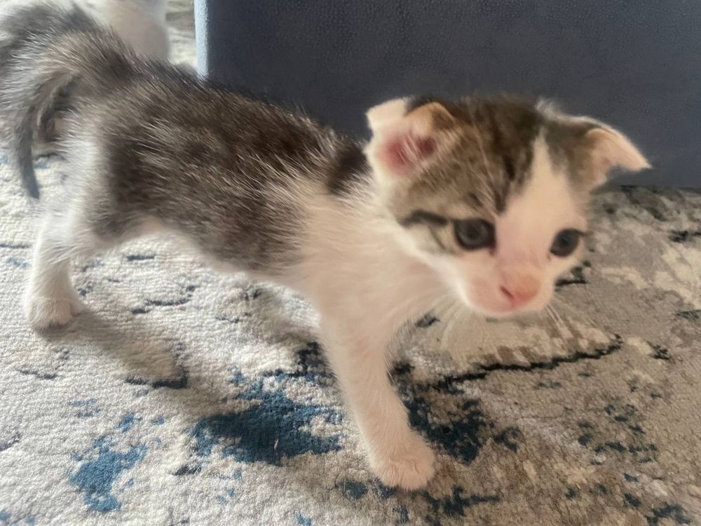Котята домашний бесплатно на хорошие руки