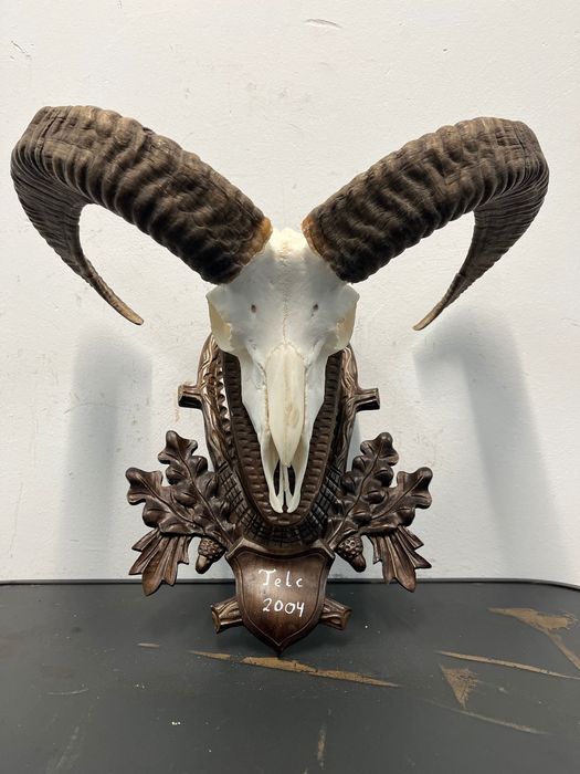 8 бр. трофеи от муфлон