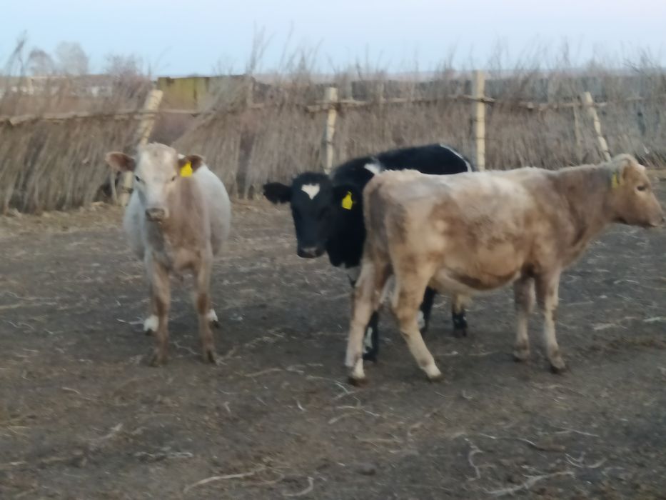 Продам 2 телочку 1 бычек