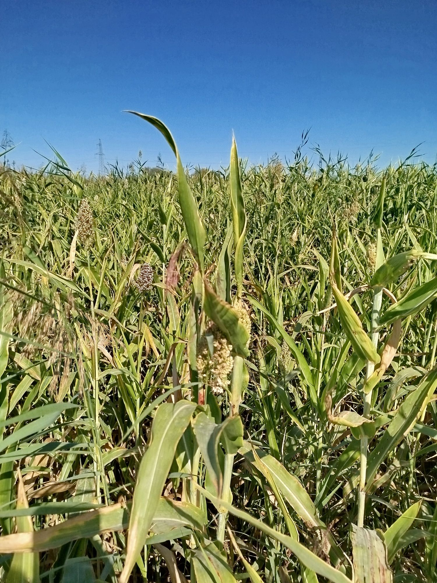 G'ovush sotiladi