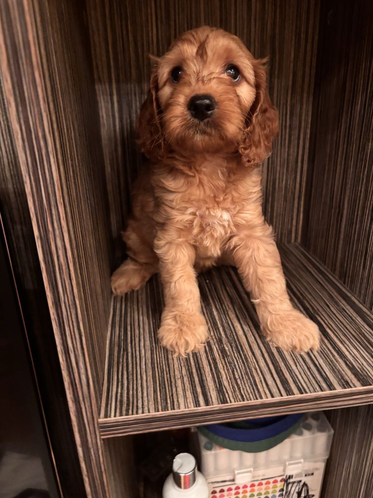Кокапу-cockapoo !