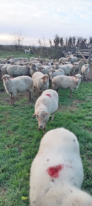 Vând oi ruste gestante