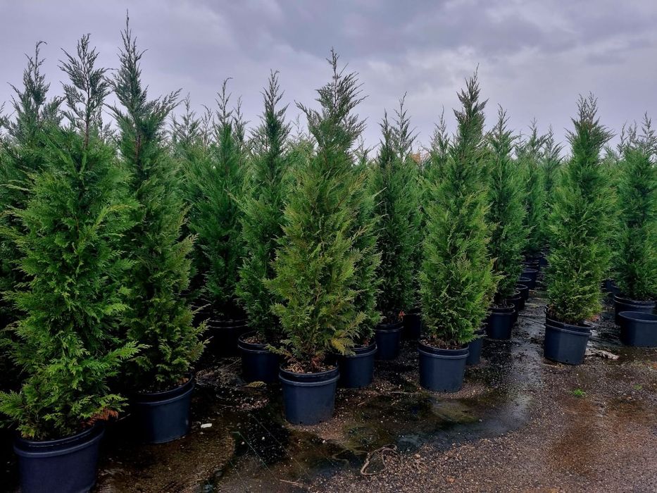 Tuia Leylandy de la 1 la 3 m