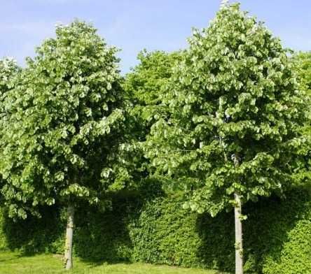 Transport Național și Plantare | Tuia, Tei, Frasini Ornamentali