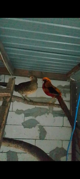 Vând fazanii argintii, auriu pe roșu și comuni