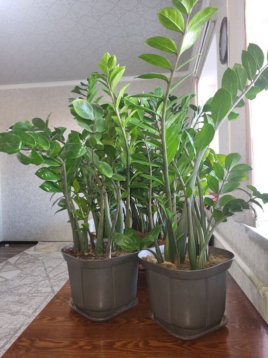 Комнатные. Цветы