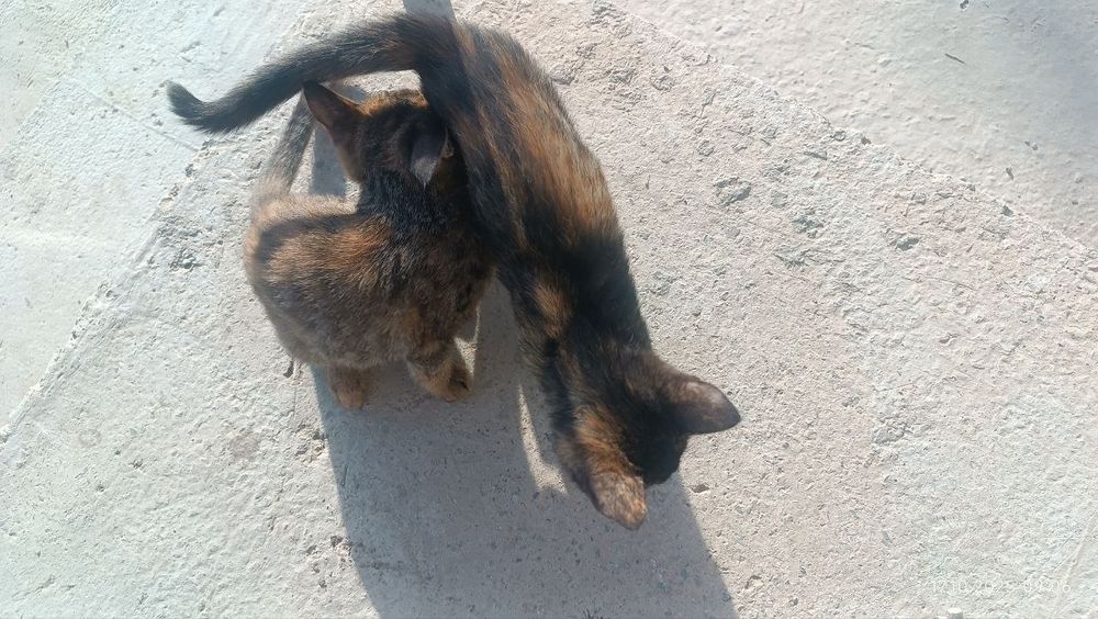 Отдам даром! Котята в хорошие руки