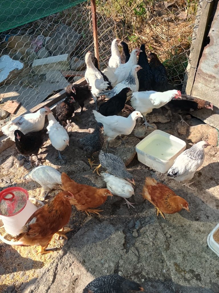Puii găină de 12 săptămâni ,Marans,Bress ,Plymonth Rockbarat,New Hamps