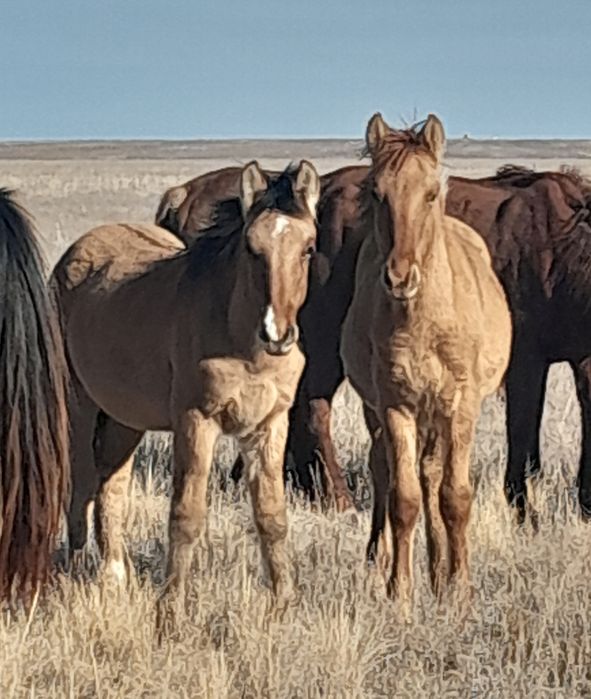 Жабағылар сатылымға