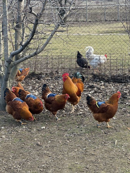 Oua New Hampshire Red pentru incubat