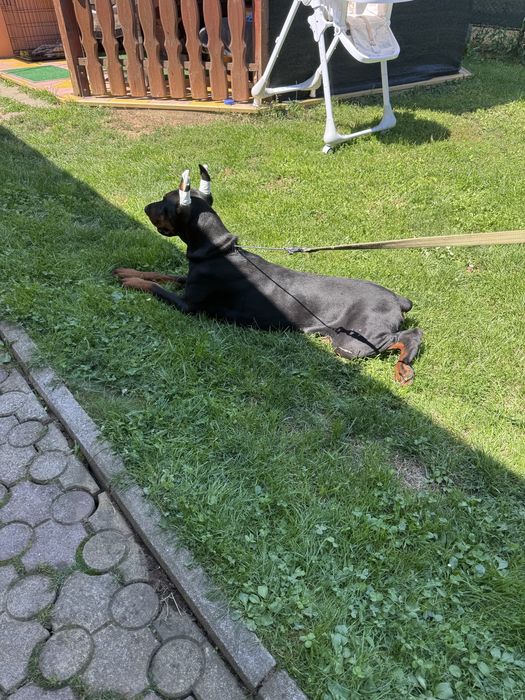 femelă  cu pedigree 10 luni