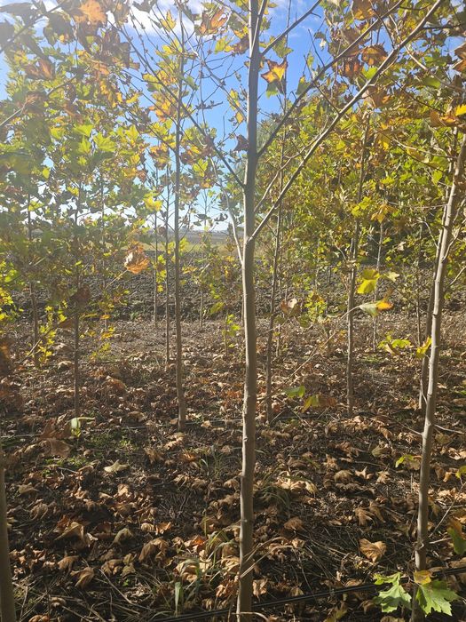 Platan - Mesteacan alb - Tei de floare - Artar