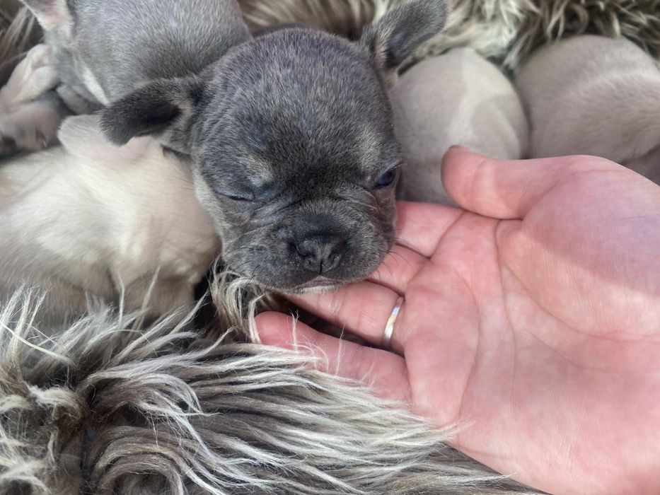 Продават се чистокръвни френски булдочета – отличен произход