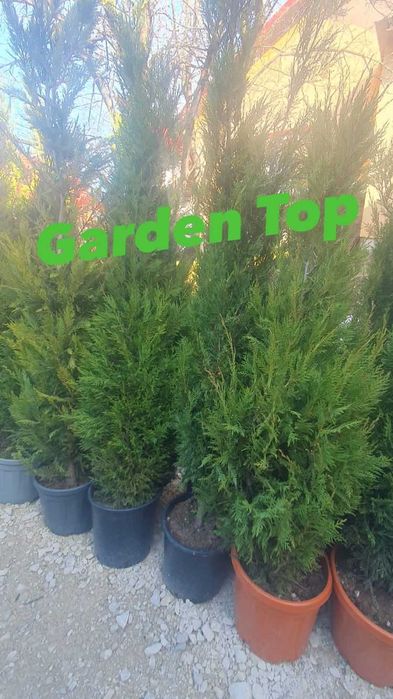 Copaci  platan mesteacan