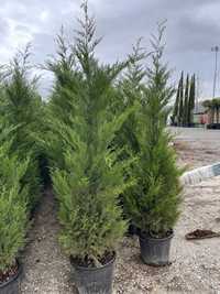 Leylandii , Tuia Etajere , Maslin Secular Bambus Plante Ornamentale!