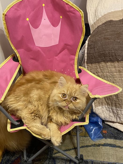 Persana dollface superb motanel