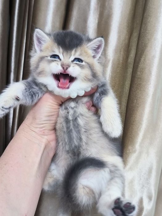 Продаются шикарные котята